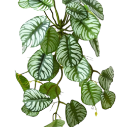 Maranta 'Silver-Band'